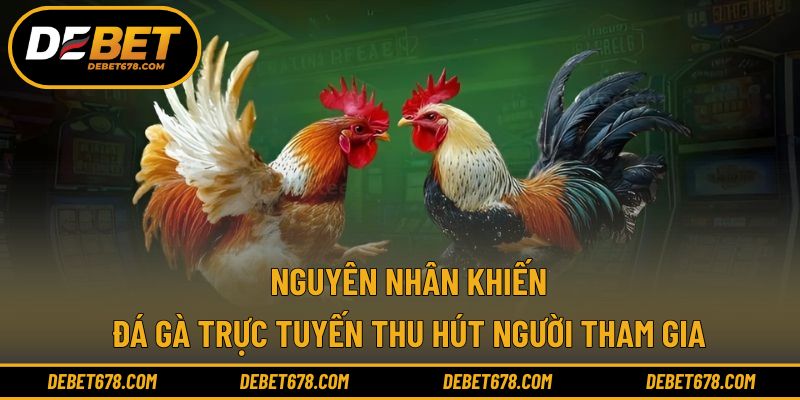Nguyên nhân khiến đá gà trực tuyến thu hút người tham gia